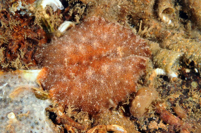 Discodoris stellifera